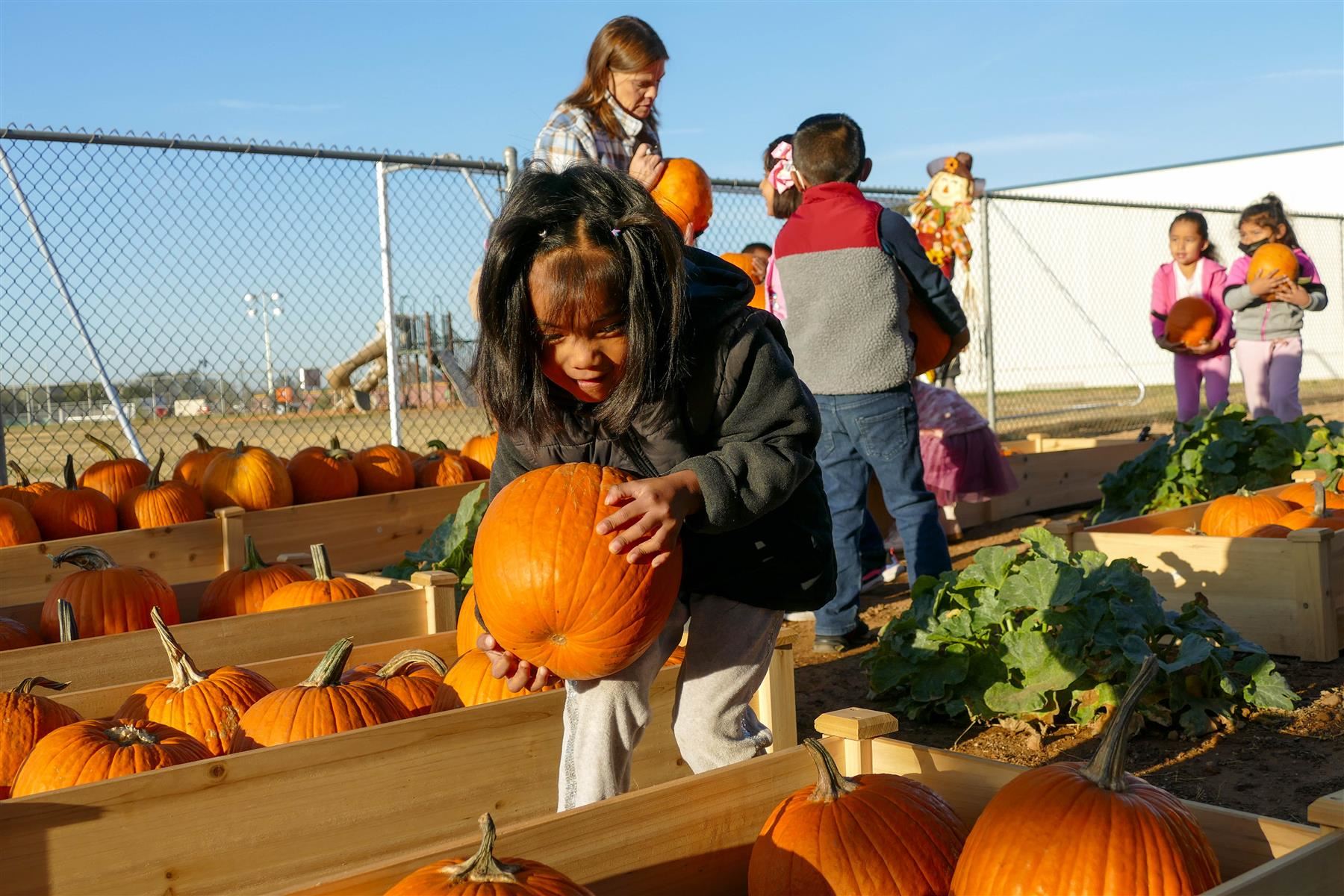 pumpkin day #1 